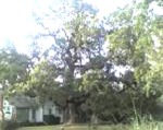 old oak 1